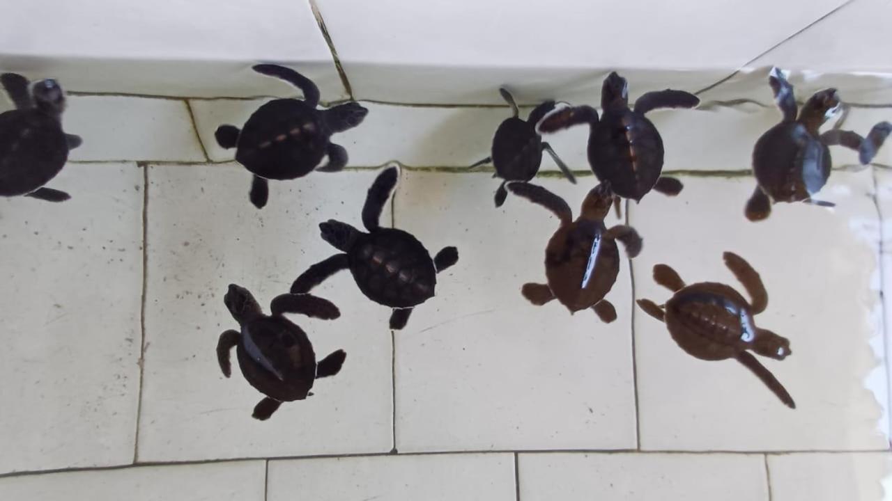 The Beach Bungalows & Turtle Sanctuary Pemuteran Kültér fotó